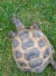 Rehomed...Horsfield : Male age unknown (Zebedee)